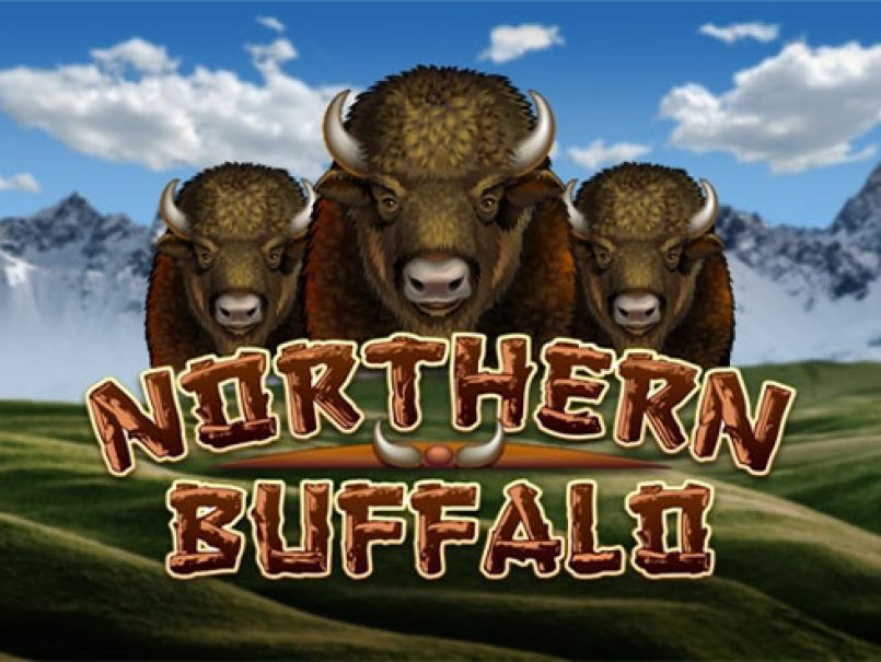 Northern Buffalo